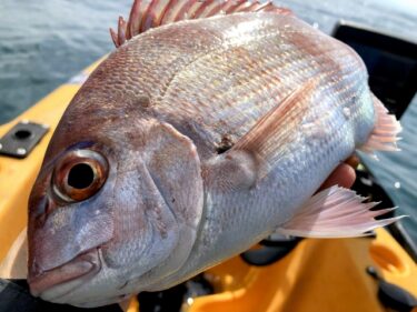 タイラバリーダーの長さは？渋い時の基準とおすすめの太さ