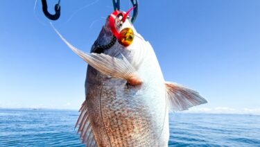 タイラバにタングステンいらない？鉛が釣れる理由と使い分けの極意